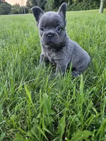 Piper, a male French Bulldog for sale in Coshocton, OH – 5 of 7