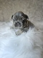 Nova, a female French Bulldog for sale in Coshocton, OH – 3 of 4
