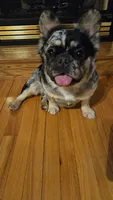 Molly, a male French Bulldog for sale in Coshocton, OH – 2 of 2