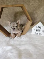 River , a female French Bulldog for sale in Coshocton, OH – 3 of 7