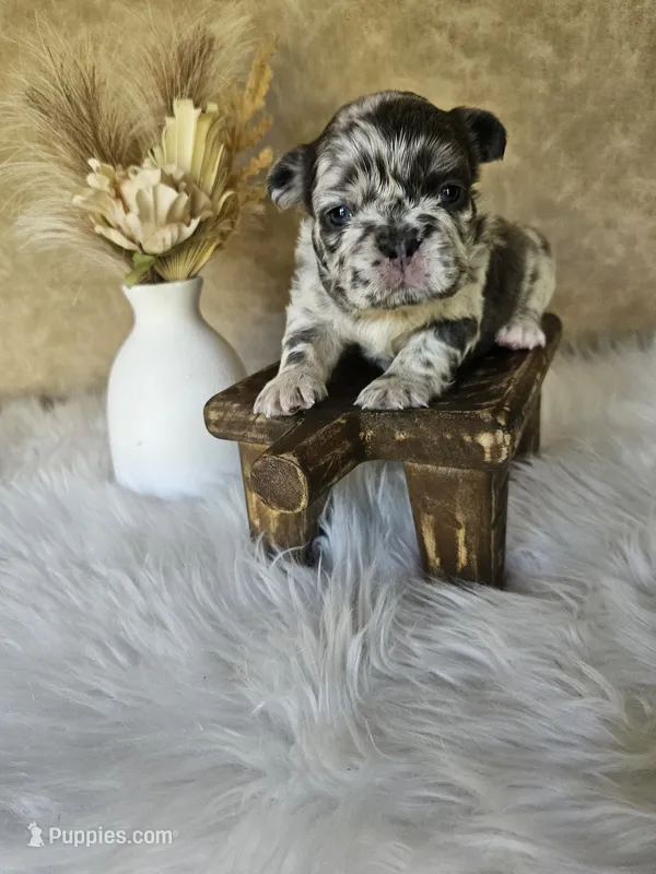 Jewel – French Bulldog puppy for sale in Coshocton, OH