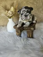 Jewel, a female French Bulldog for sale in Coshocton, OH – 1 of 7