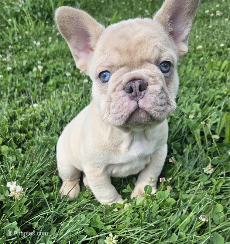 Duke – French Bulldog puppy for sale in Coshocton, OH