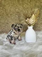 Sami, a male French Bulldog for sale in Coshocton, OH – 4 of 4