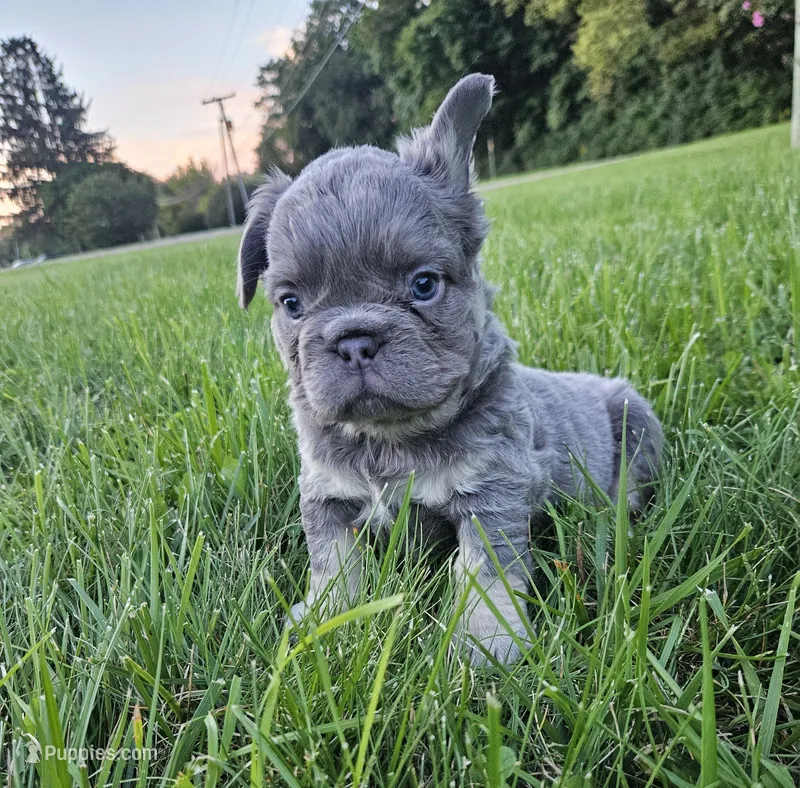 Delilah – French Bulldog puppy for sale in Coshocton, OH