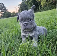 Delilah, a male French Bulldog for sale in Coshocton, OH – 1 of 4
