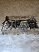 Piper, a male French Bulldog for sale in Coshocton, OH – 7 of 7