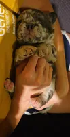 Jewel, a female French Bulldog for sale in Coshocton, OH – 4 of 7