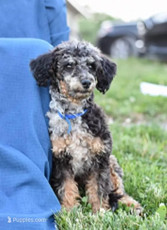 Gucci Girl – Poodle - Miniature  puppy for sale in Wytheville, VA