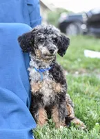 Gucci Girl, a female Poodle - Miniature  for sale in Wytheville, VA – Photo 1 of 2