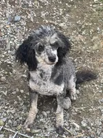 Gucci Girl, a female Poodle - Miniature  for sale in Wytheville, VA – Photo 2 of 2