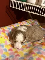 Heidi HOLD, a female Miniature Aussiedoodle for sale in Wytheville, VA – 3 of 4