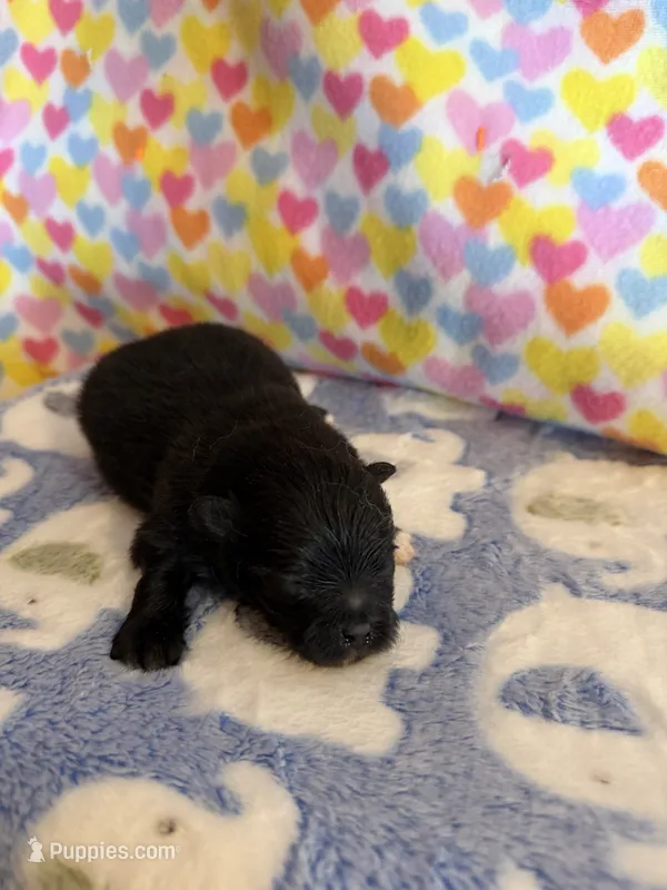 Buford – Pomeranian puppy for sale in Wytheville, VA
