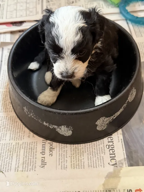 Aria – Miniature Aussiedoodle puppy for sale in Wytheville, VA
