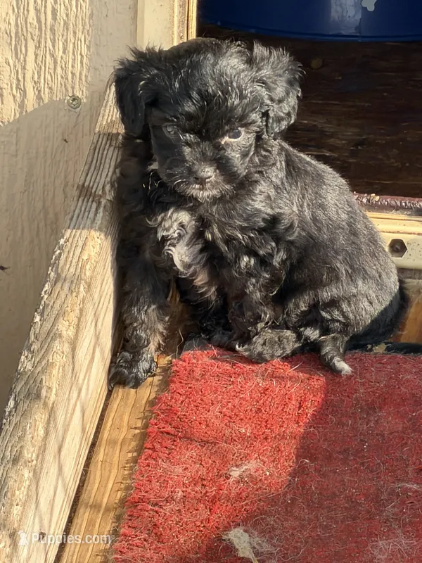 Archie – Miniature Aussiedoodle puppy for sale in Wytheville, VA