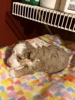Heidi HOLD, a female Miniature Aussiedoodle for sale in Wytheville, VA – 4 of 4