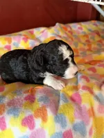 Hilda , a female Miniature Aussiedoodle for sale in Wytheville, VA – 1 of 1