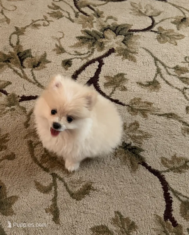 Bailey – Pomeranian puppy for sale in Wytheville, VA