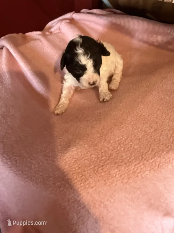 Lacey – Poodle - Miniature  puppy for sale in Wytheville, VA