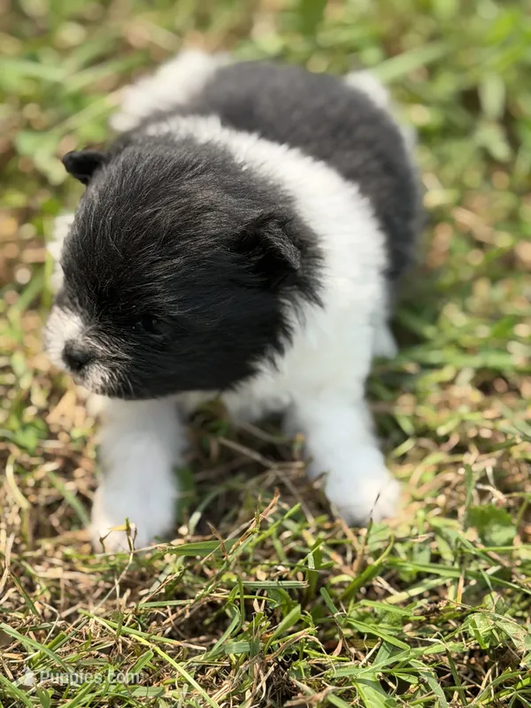 Barkley  – Pomeranian puppy for sale in Wytheville, VA