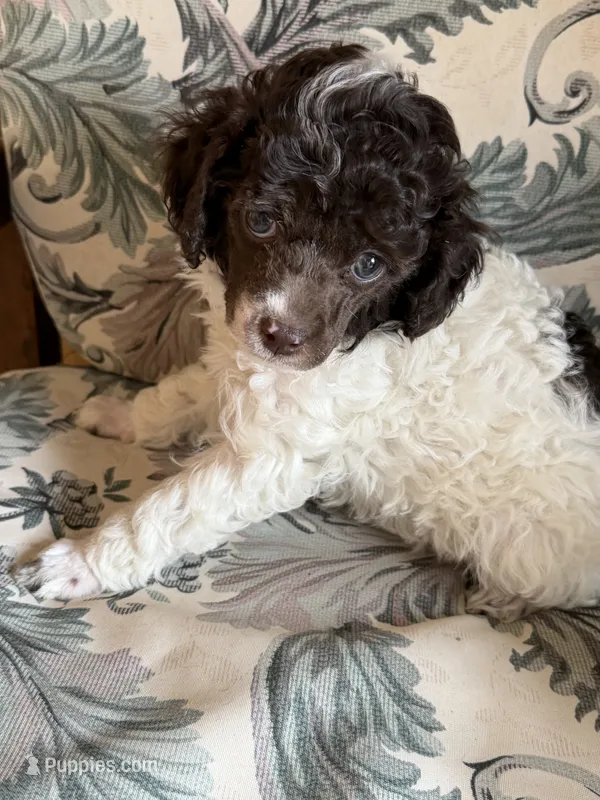 Levi – Poodle - Miniature  puppy for sale in Wytheville, VA
