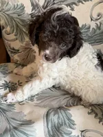 Levi, a male Poodle - Miniature  for sale in Wytheville, VA – 1 of 3