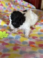Lacey on hold, a female Poodle - Miniature  for sale in Wytheville, VA – 4 of 4
