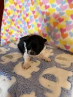 Barkley , a male Pomeranian for sale in Wytheville, VA – 1 of 1