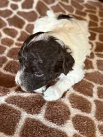 Lonnie on hold , a male Poodle - Miniature  for sale in Wytheville, VA – 4 of 4