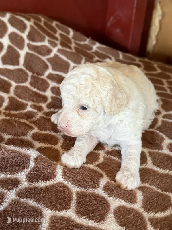 Lester – Poodle - Miniature  puppy for sale in Wytheville, VA