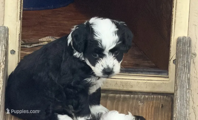Aria – Miniature Aussiedoodle puppy for sale in Wytheville, VA