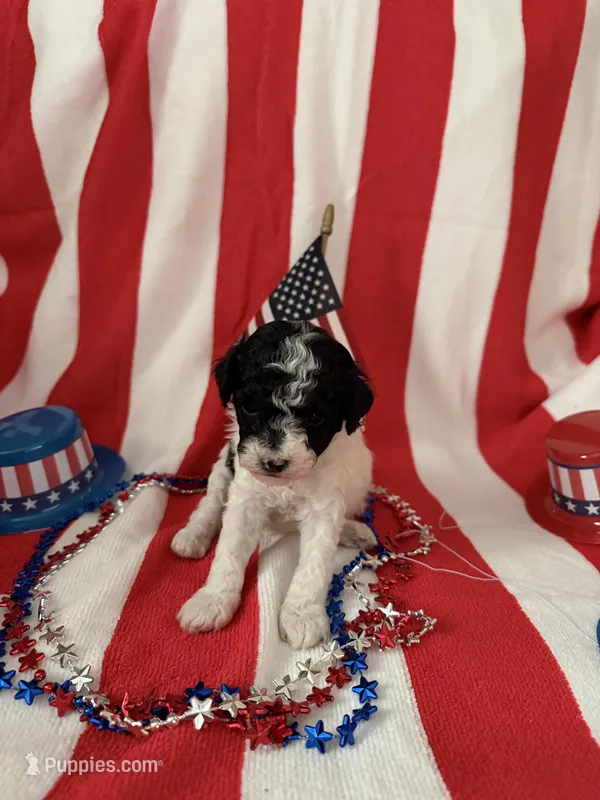 Lakin  – Poodle - Miniature  puppy for sale in Wytheville, VA