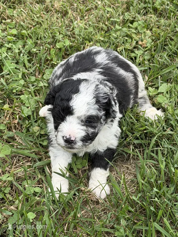 Anna – Miniature Aussiedoodle puppy for sale in Wytheville, VA