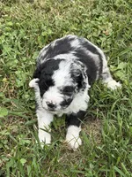 Anna, a female Miniature Aussiedoodle for sale in Wytheville, VA – 1 of 1