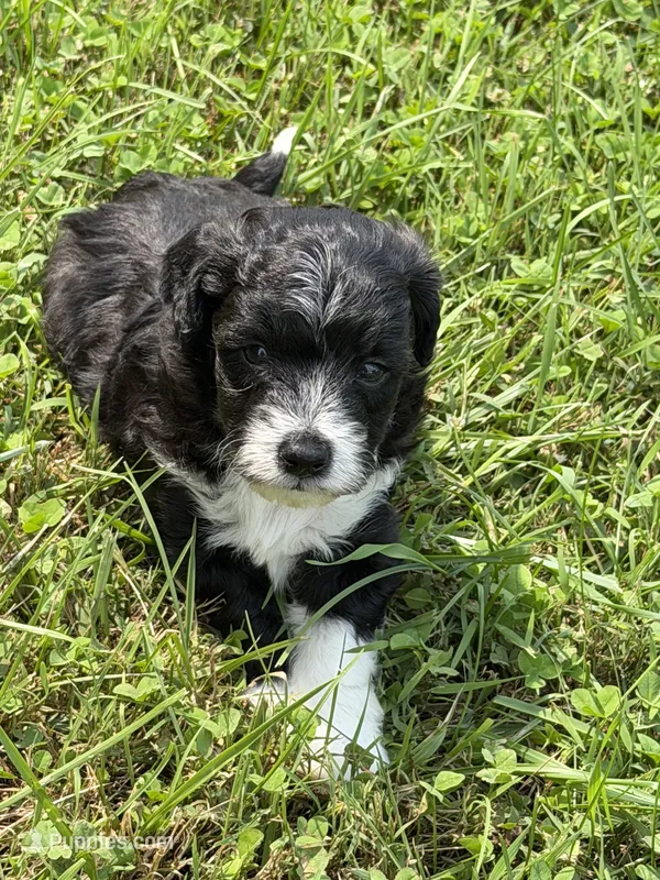 Henry – Miniature Aussiedoodle puppy for sale in Wytheville, VA