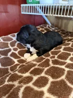 Henry, a male Miniature Aussiedoodle for sale in Wytheville, VA – 2 of 3