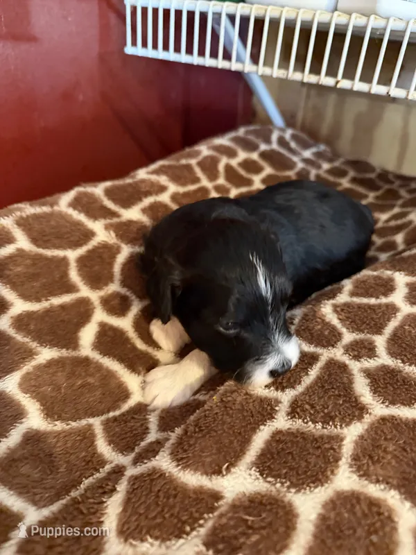 Henry – Miniature Aussiedoodle puppy for sale in Wytheville, VA