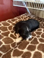 Henry, a male Miniature Aussiedoodle for sale in Wytheville, VA – 1 of 3