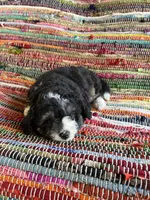 Chloe, a female Miniature Aussiedoodle for sale in Wytheville, VA – 2 of 3