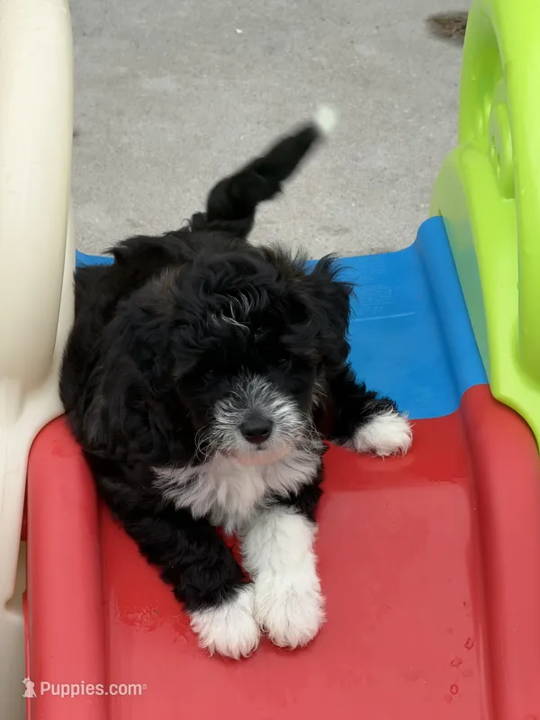 Henry – Miniature Aussiedoodle puppy for sale in Wytheville, VA
