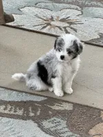 Ava, a female Miniature Aussiedoodle for sale in Wytheville, VA – 1 of 2
