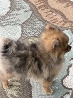Stori, a female Pomeranian for sale in Wytheville, VA – 4 of 4