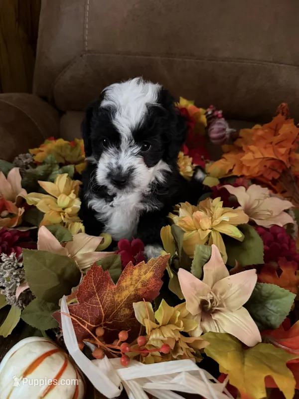 Aria – Miniature Aussiedoodle puppy for sale in Wytheville, VA