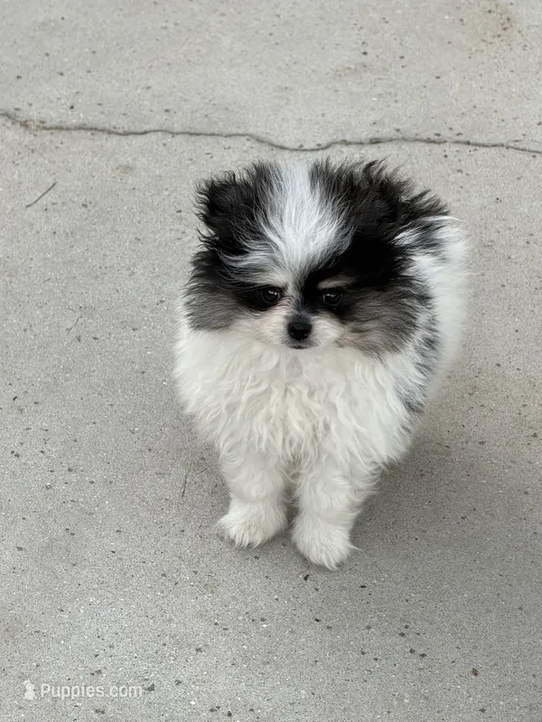 Baxter  – Pomeranian puppy for sale in Wytheville, VA