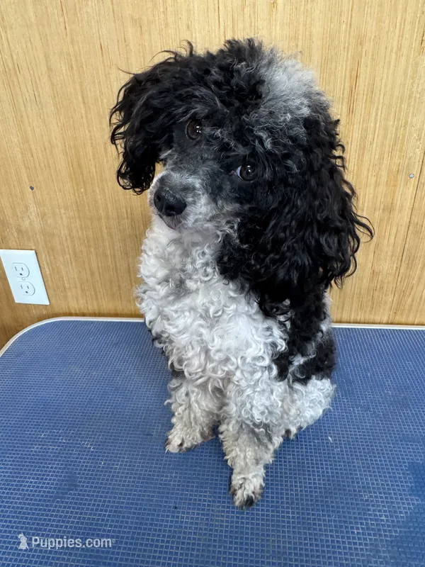 Poppy – Poodle - Toy  puppy for sale in Wytheville, VA