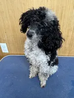 Poppy, a female Poodle - Toy  for sale in Wytheville, VA – 1 of 1
