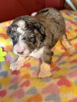 Holly, a female Miniature Aussiedoodle for sale in Wytheville, VA – 1 of 1