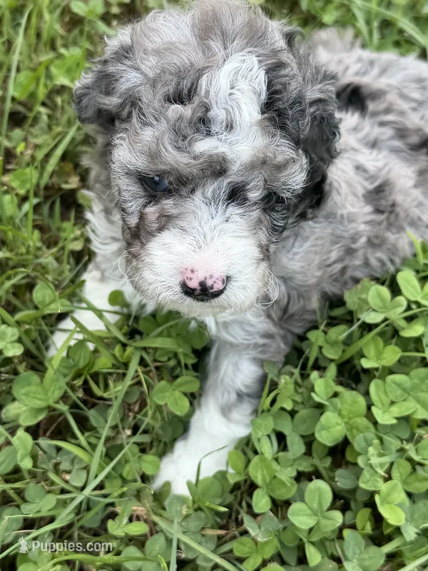 Holly HOLD – Miniature Aussiedoodle puppy for sale in Wytheville, VA
