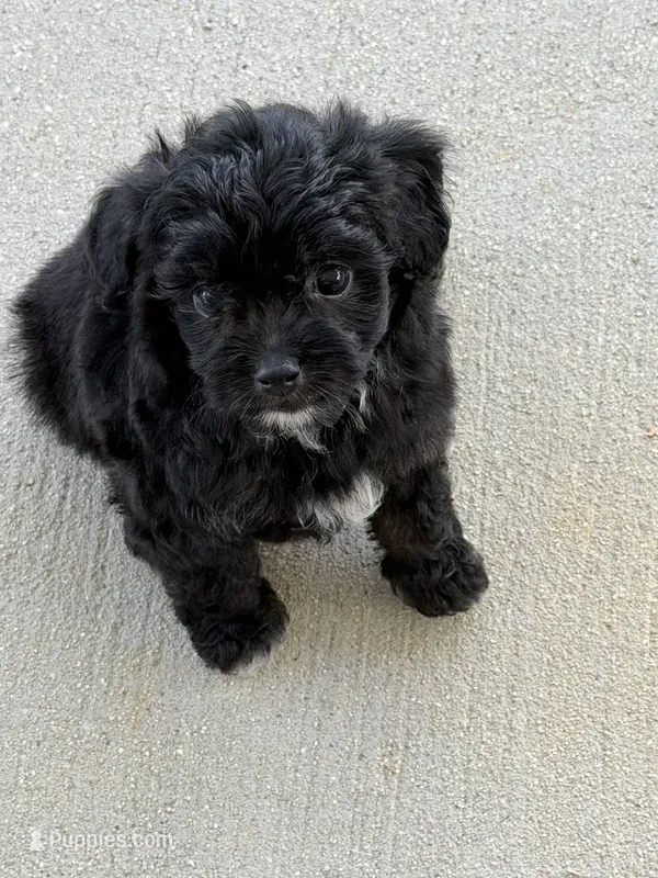 Archie – Miniature Aussiedoodle puppy for sale in Wytheville, VA