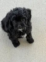 Archie TOY, a male Miniature Aussiedoodle for sale in Wytheville, VA – 2 of 3